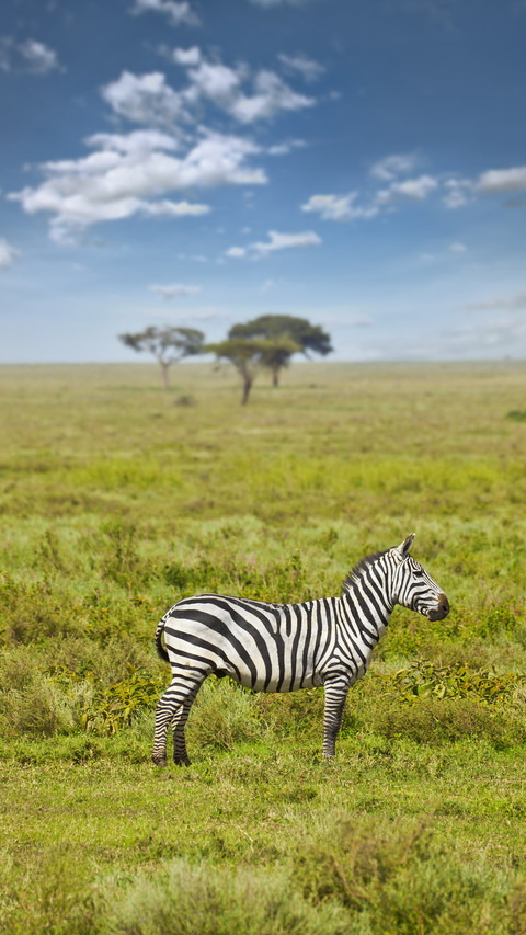 A set of interesting knowledge about zebras 58 screenshot