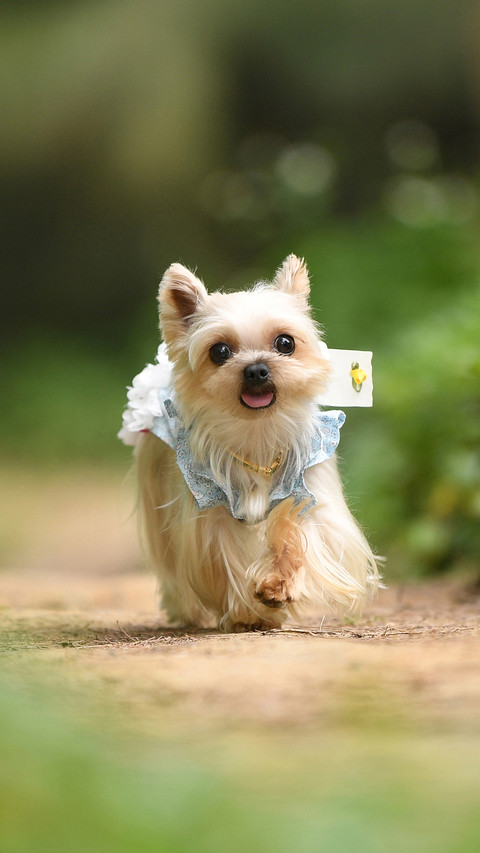 Benefits of keeping pets for children 4 screenshot
