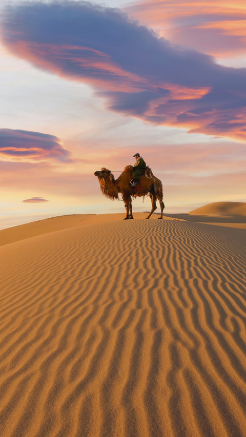 Camel Going through the Sand Dunes on Sunrise screenshot