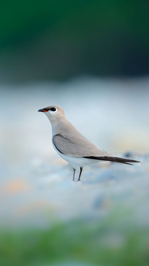 Bird by Rivu Gayen screenshot