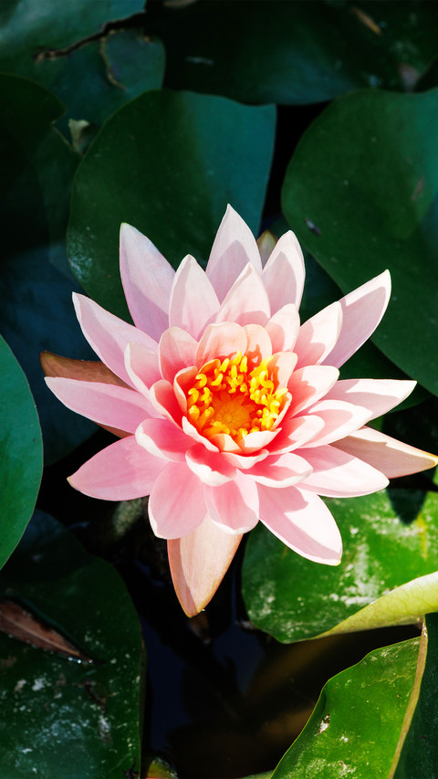 Light pink water lilies screenshot