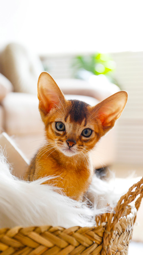 Small cute abyssinian kitten sitting in the basket screenshot