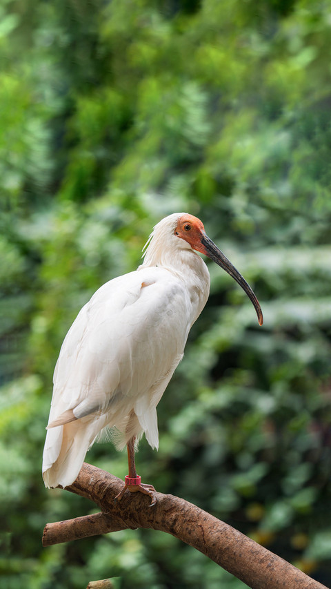 Oriental jewel crested ibis screenshot