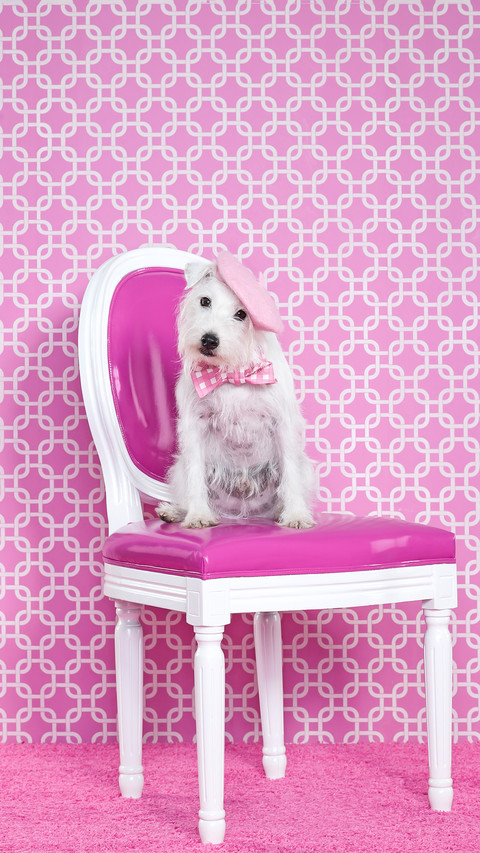 Jack russel canis lupus familiaris on chair screenshot