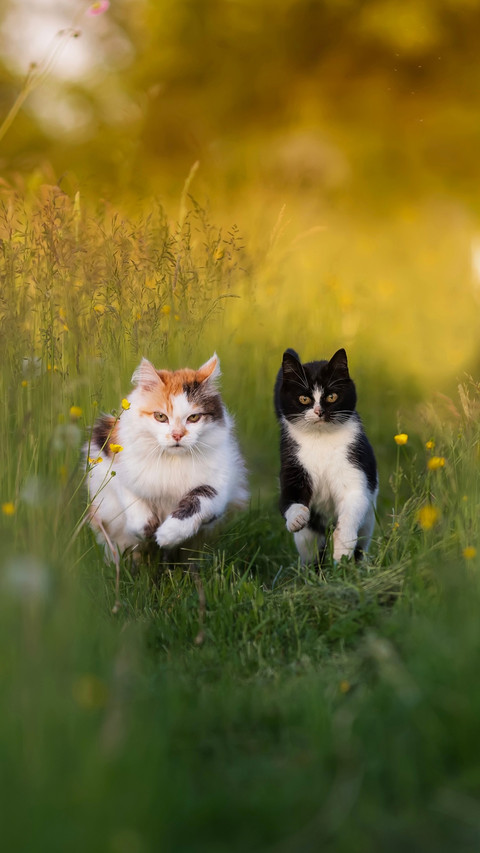 Two beautiful cats are running on a sunny blooming lawn screenshot