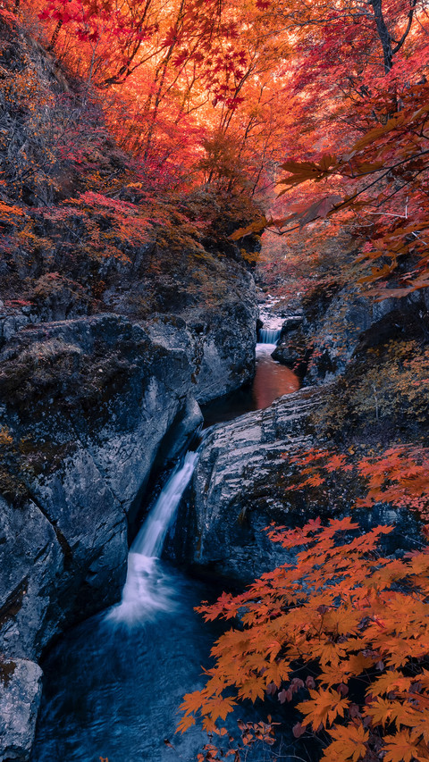 Come on a maple chasing tour screenshot