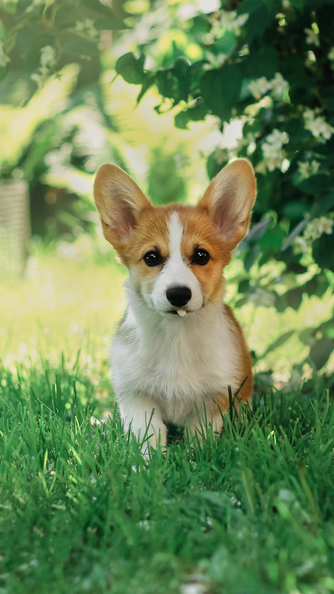 Funny Corgi Puppy in Green Grass screenshot