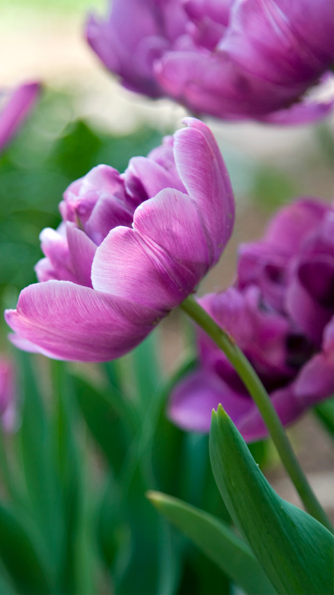 Spring screenshot