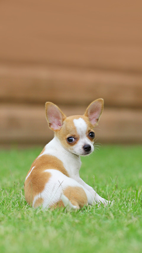 The little dog on the lawn screenshot