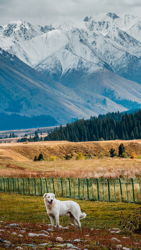 A White Dog is Standing on The Farm Grass screenshot