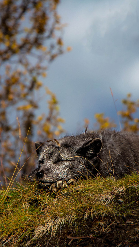 animal screenshot
