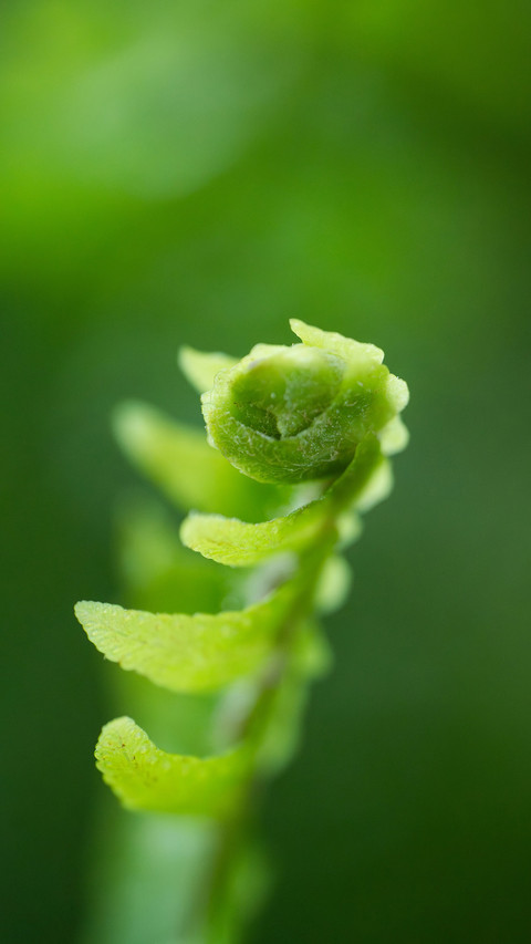 Plants that can lay eggs screenshot