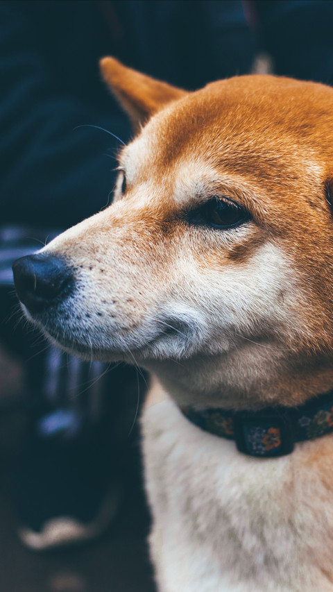 动物萌宠7 screenshot