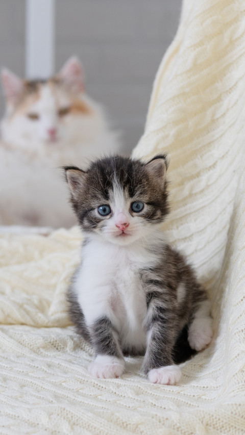 A Cute Fluffy Cat Sitting On A White Blanket screenshot