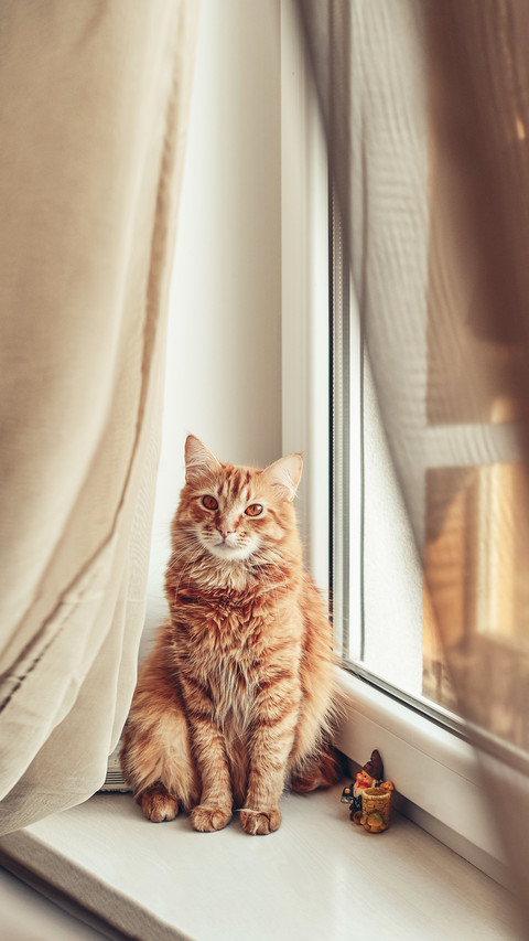 Cute ginger cat relaxing on the windowsill closeup screenshot