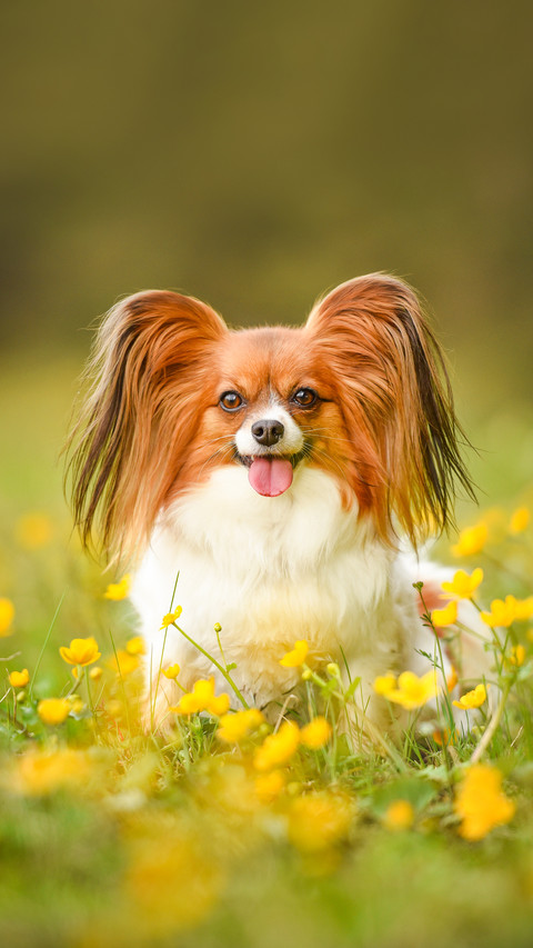 Dog portrait in the forest between flowers screenshot