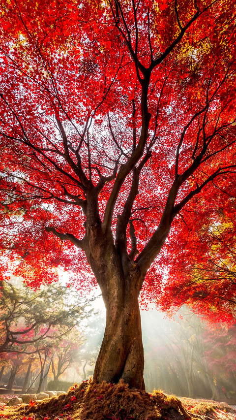 The colors of autumn screenshot