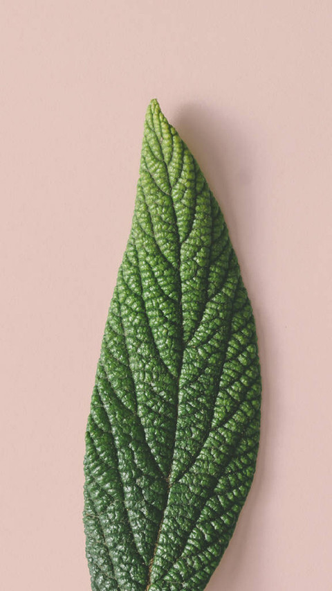 PAIXIN-plant (4) screenshot
