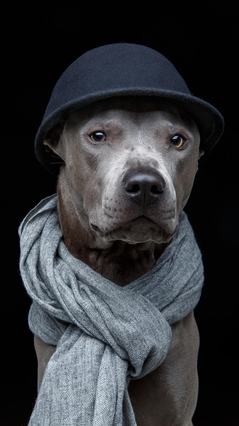 Dog12 screenshot