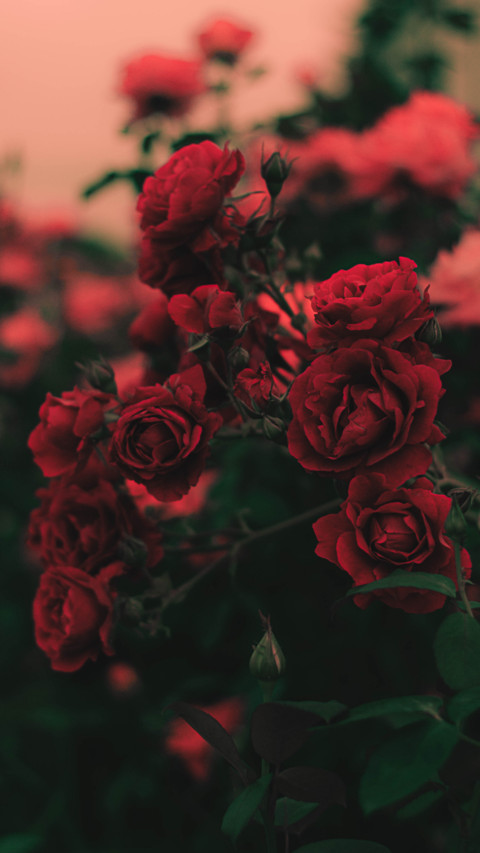 Roses and Lilacs (18) screenshot