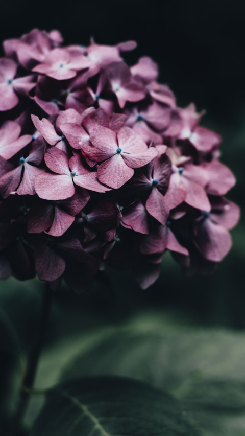 Roses and Lilacs (16) screenshot