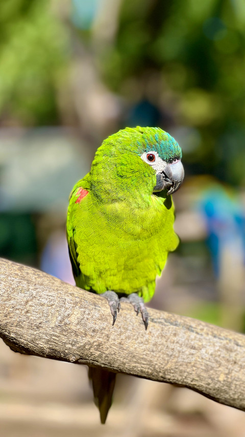 The smallest macaw makes its appearance screenshot