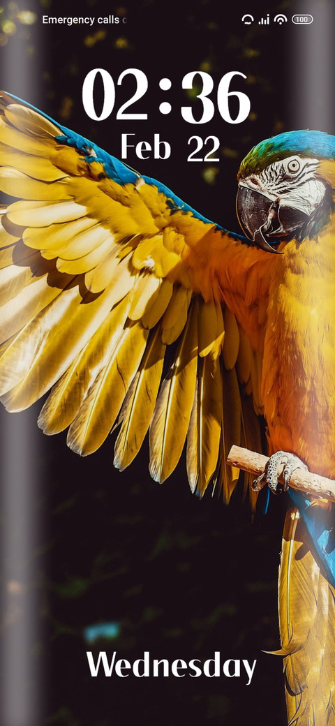 Yellow Macaw screenshot
