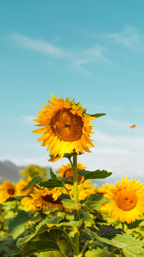 Slightly curved sunflower screenshot