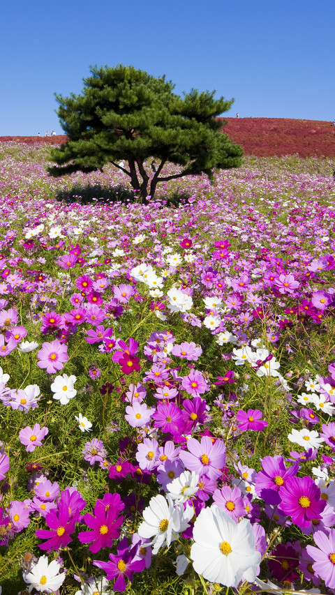 Great persian chrysanthemum 3 screenshot