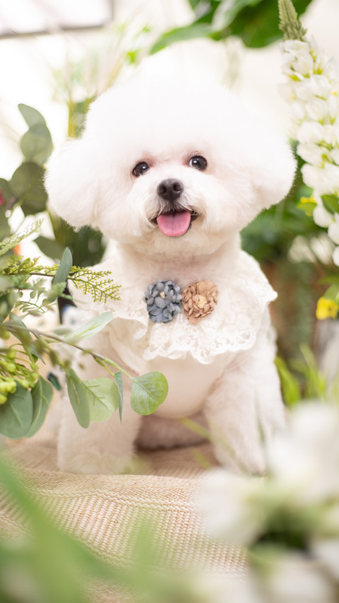 The bichon frises among the flowers and plants screenshot