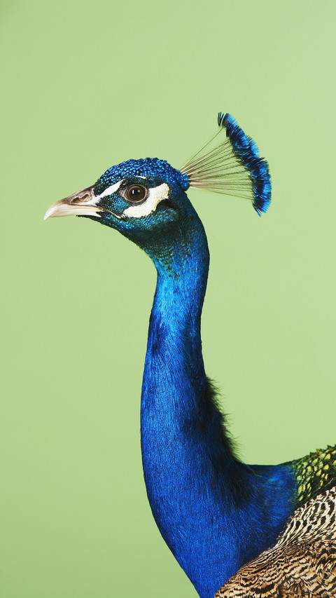 Peacock with blue head screenshot