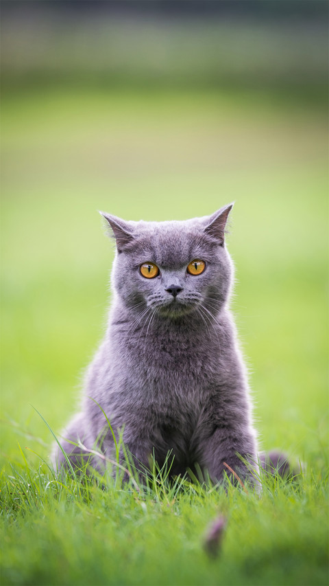 Cat Sitting on The Grass Outdoors screenshot
