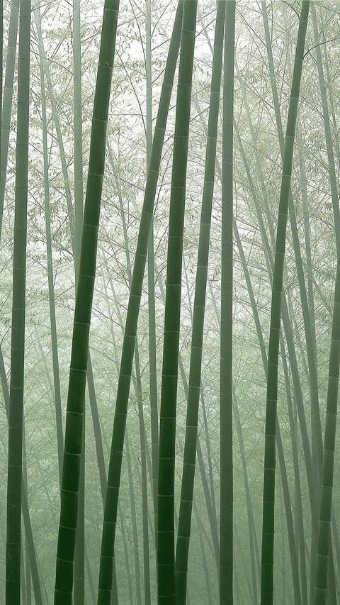 india-bamboo screenshot