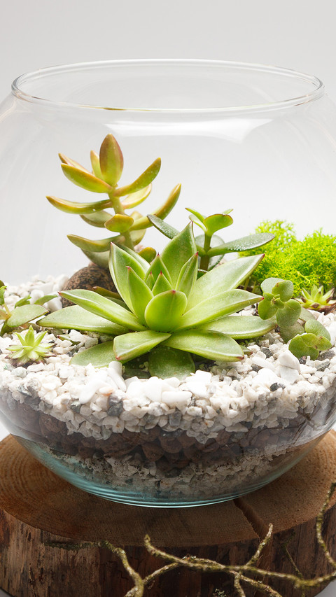 多肉植物养护指南 screenshot