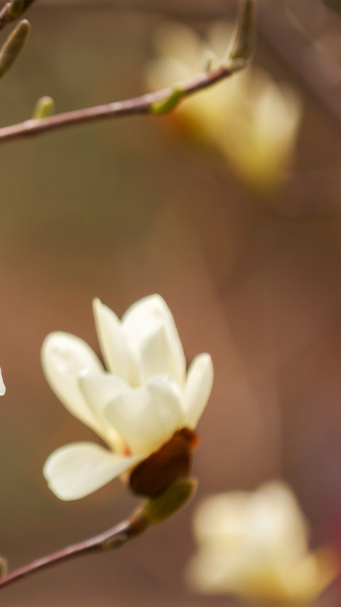 Spring scenery-04 screenshot