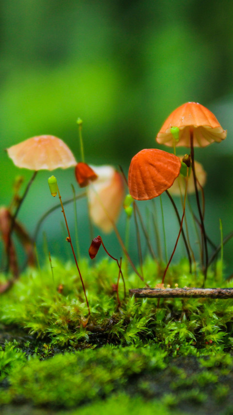 Mushroom growth in the field screenshot