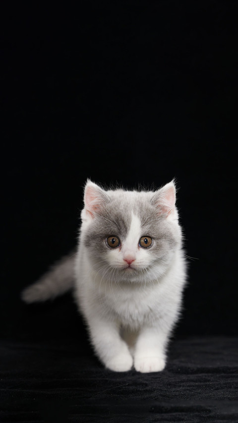 6 health tips for cat protection screenshot