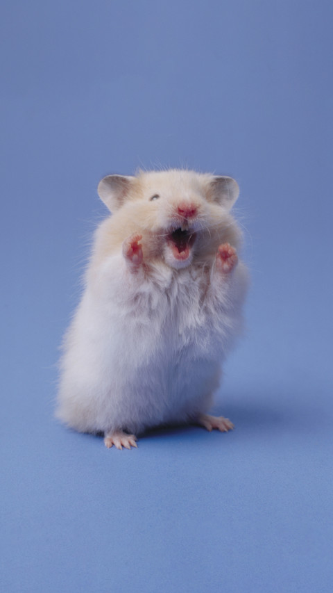 A thousand cups of unbreakable hamster screenshot