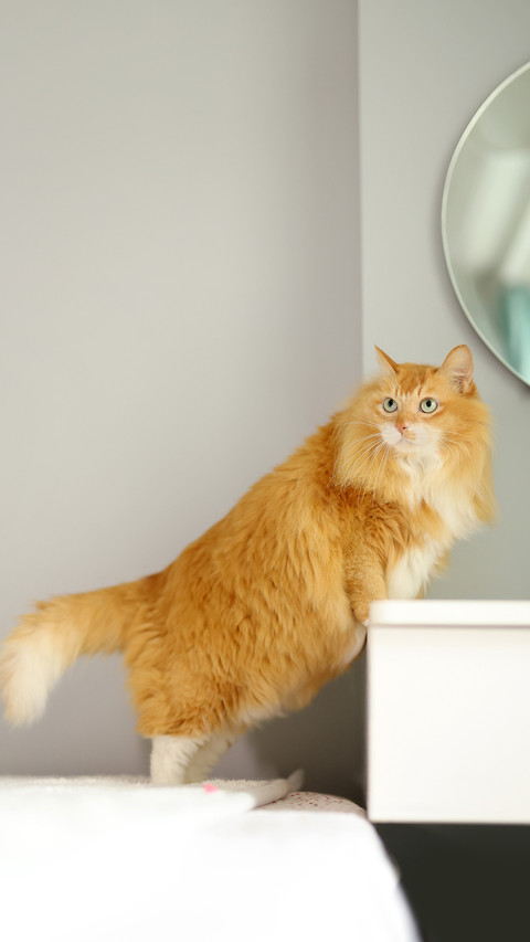 Raising cats will expose economic strength screenshot