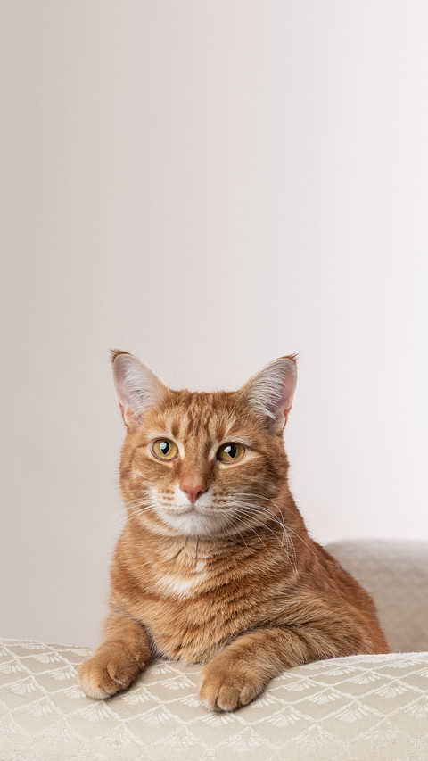 Cat posing on chaise lounge screenshot