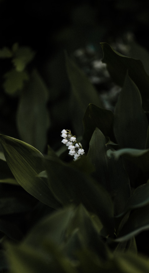 Nature HD - 2020-06-02T130122.558 screenshot