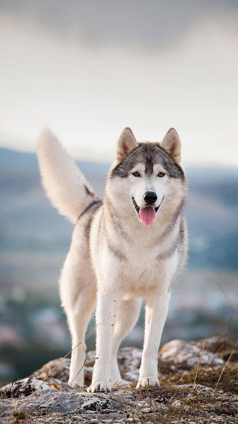 Dog165 screenshot