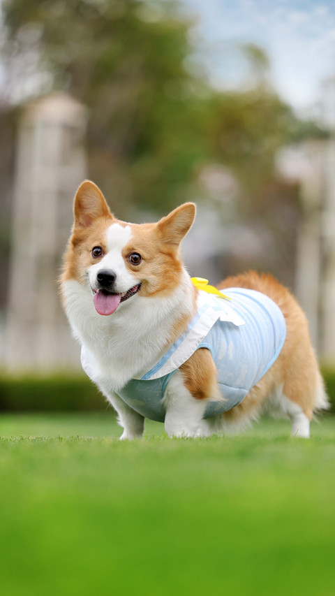 The Seven Most Enthusiastic Dogs in History 6 screenshot