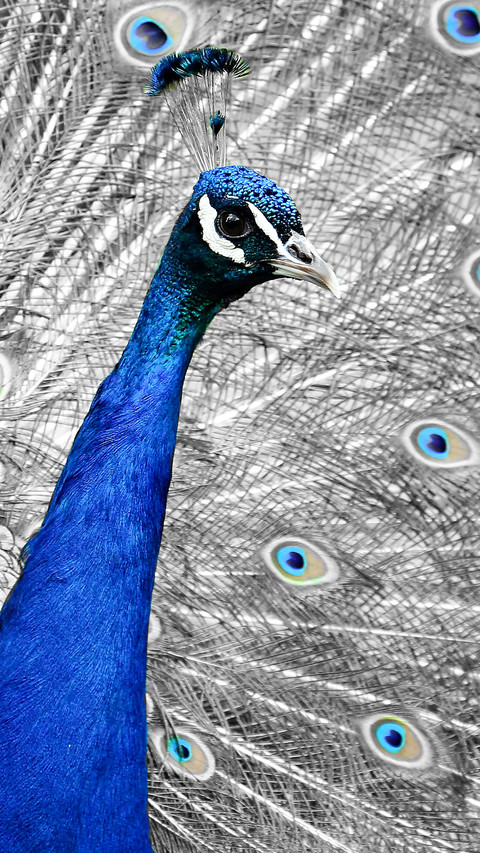 peacock_0012_peacock_0002_图层 13 screenshot