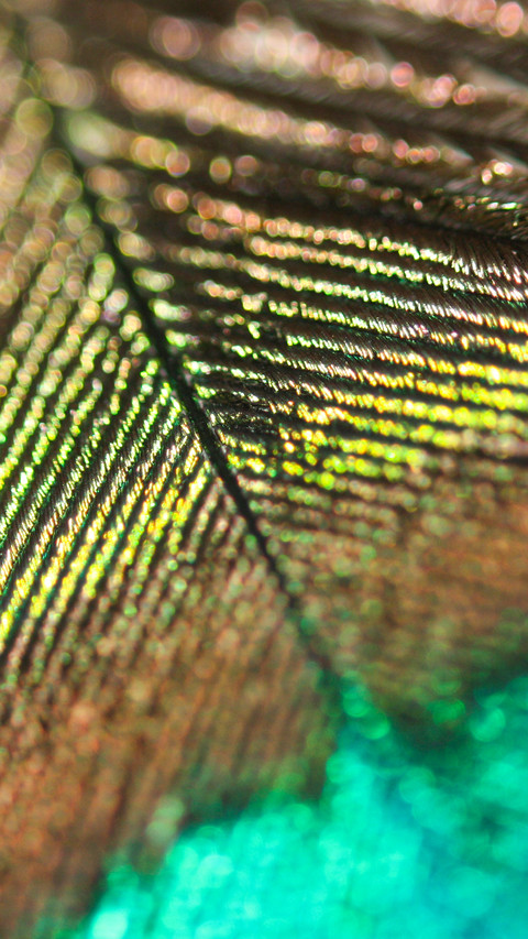 peacock_0009_peacock_0005_图层 10 screenshot