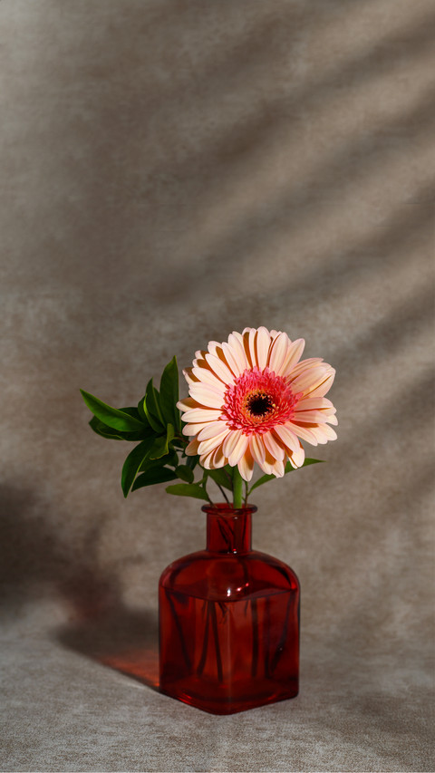 Gerbera flower screenshot