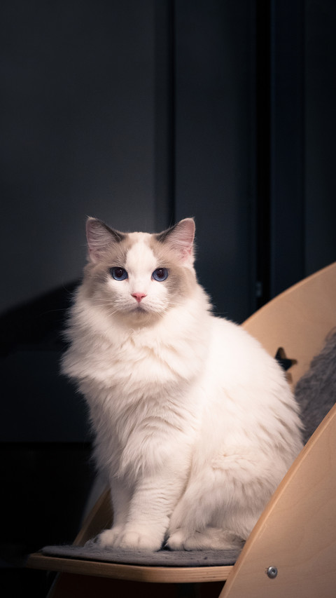 Is the cat really just high cold screenshot