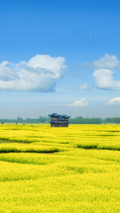 Rape Flower in Duotian, Xinghua City screenshot