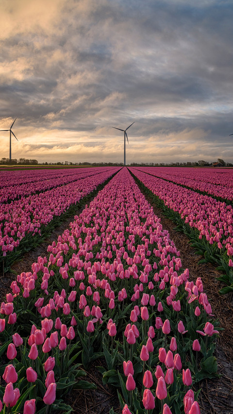 Magnificent flower fields screenshot