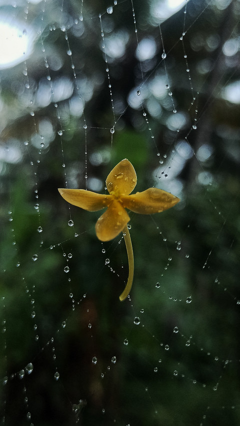 Droplet on flower and spider web screenshot